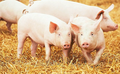9月14日猪价 | 节后需求减弱，猪价理性回调！