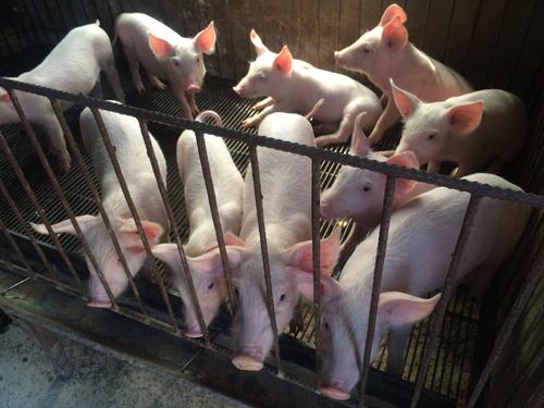 9月27日猪价 | 养殖端抵触低价，下跌明显放缓！