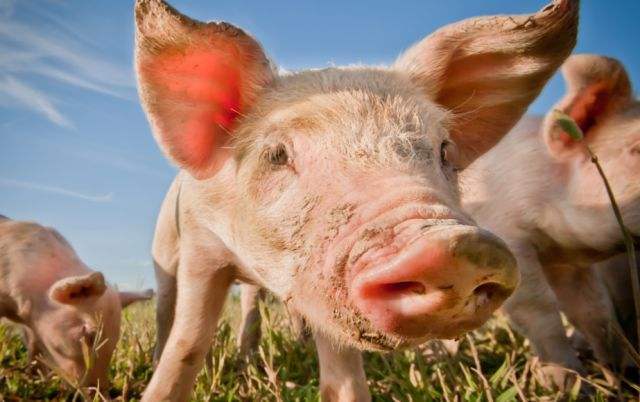 上海港因疫情封控！广东暂停生猪调运！深圳冻肉、海鲜进口全面暂停！