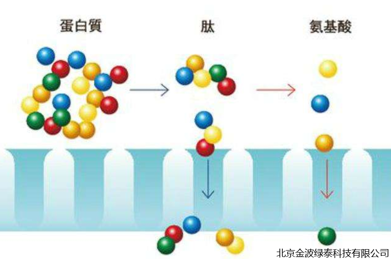 小肽蛋白粉