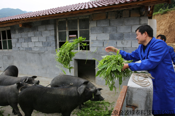 仔猪不吃开口料？早期补料、诱食应注意哪些？